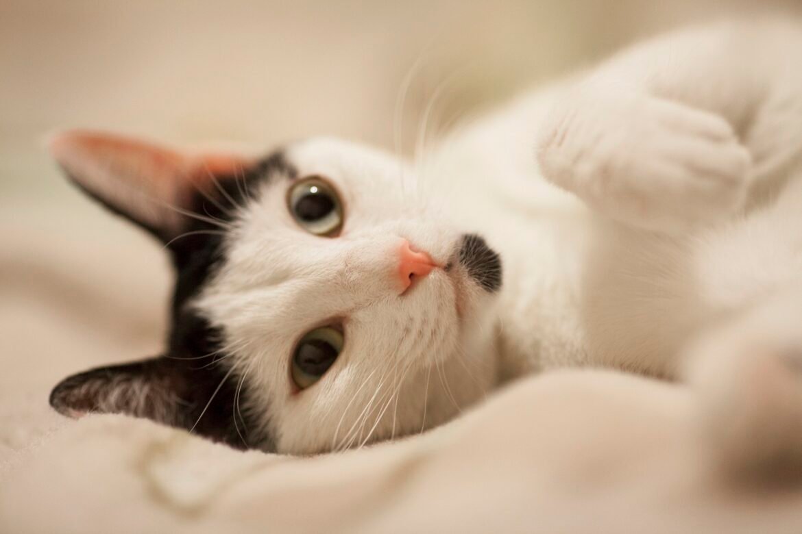 se-voce-esta-se-sentindo-estressado,-talvez-seja-melhor-nao-acariciar-seu-gato,-sugere-estudo