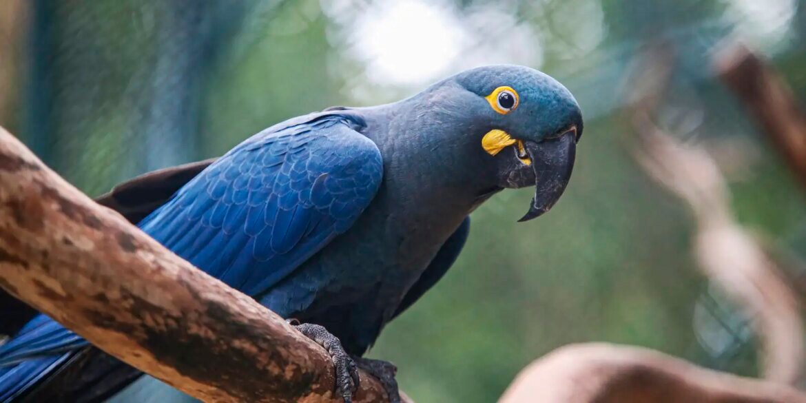 lista-de-fauna-ameacada-tem-180-animais-incluidos-e-150-retirados