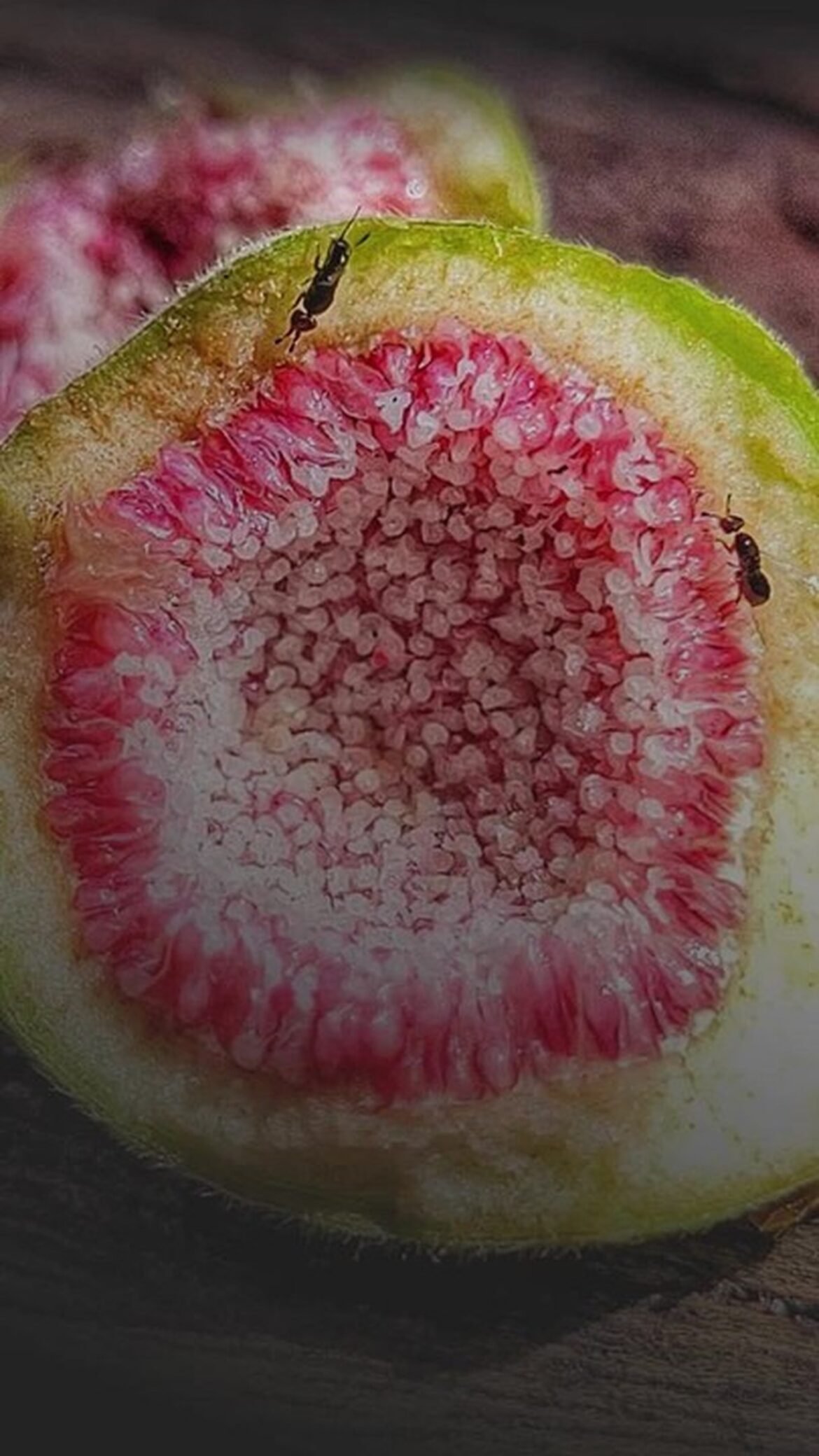 figo-nao-e-fruta-e-nem-planta-carnivora:-entenda-como-ele-consegue-digerir-vespas-|-g1