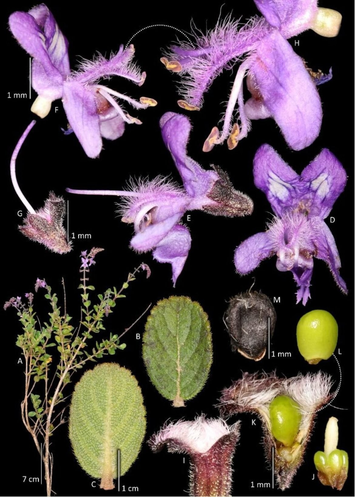 especie-de-planta-e-descoberta-no-entorno-do-parque-estadual-caminhos-dos-gerais,-em-monte-azul