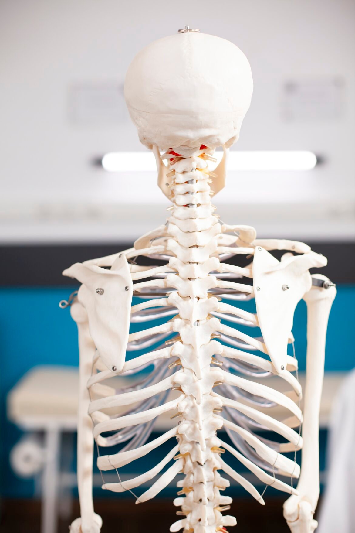 a-ciencia-por-tras-do-seu-esqueleto:-ossos-se-comunicam-com-o-resto-do-corpo-para-contribuir-para-a-saude-em-geral