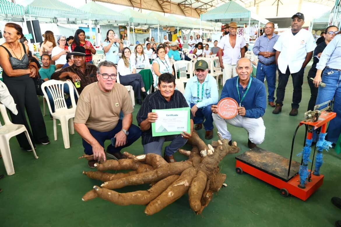 pe-de-mandioca-com-66,4-quilos-vence-concurso-durante-expomontes,-em-mg