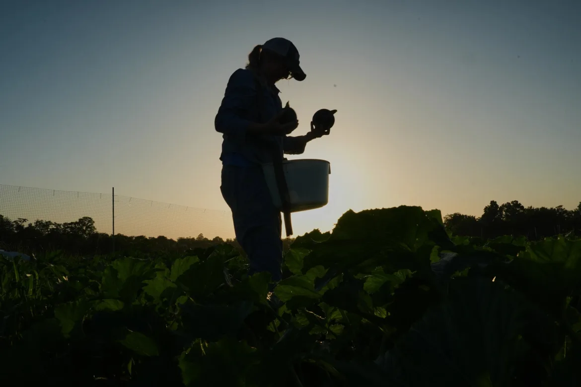 agricultores-dos-eua-mudam-rotina-para-enfrentar-calor-extremo-|-g1