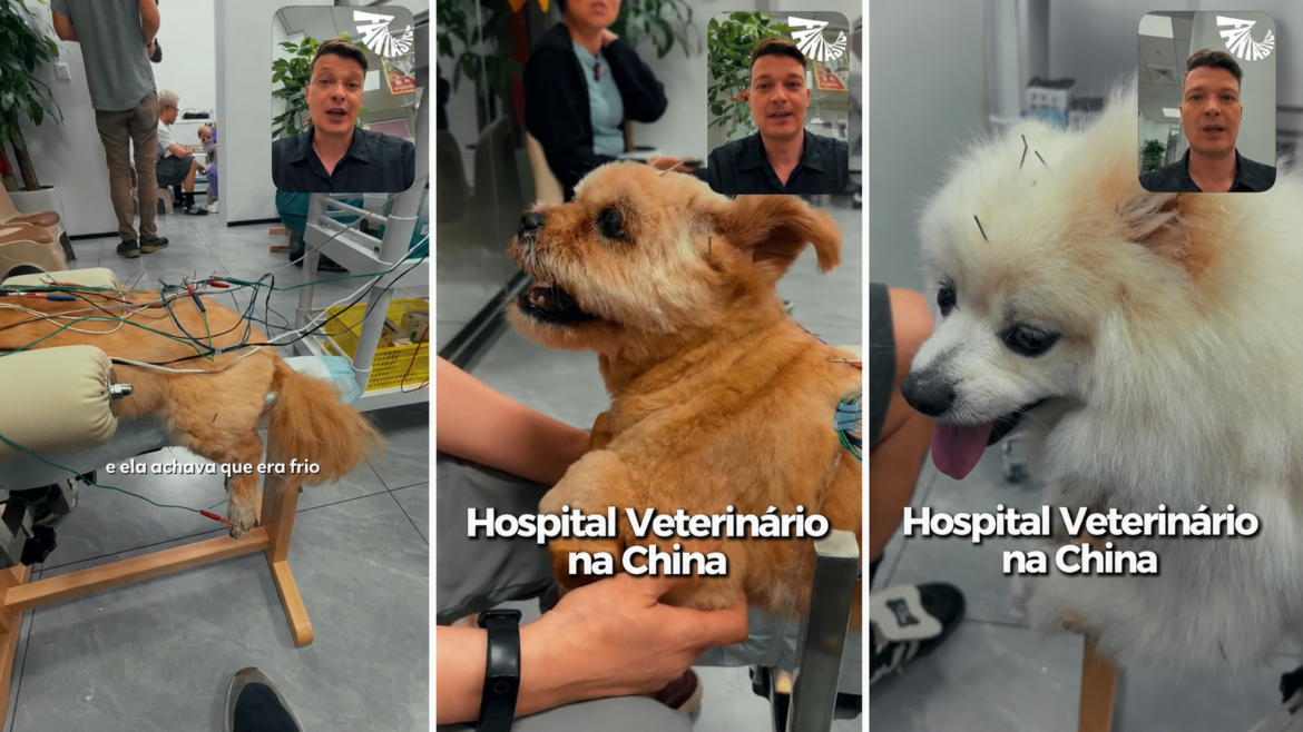na-china,-gato-faz-acupuntura-apos-cair-do-20o-andar-e-perder-movimentos;-veja-usos-de-medicina-tradicional-chinesa-em-pets