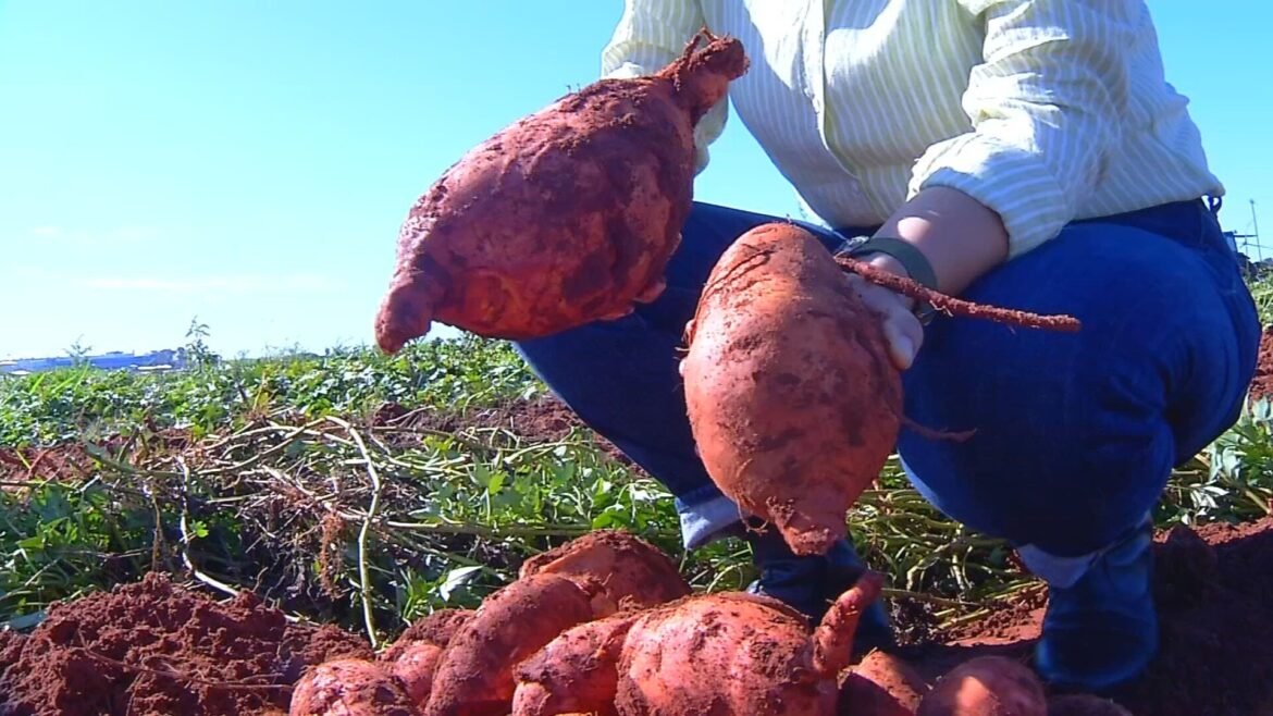 iac-desenvolve-batata-doce-que-produz-mais-e-tem-mais-nutrientes-|-g1