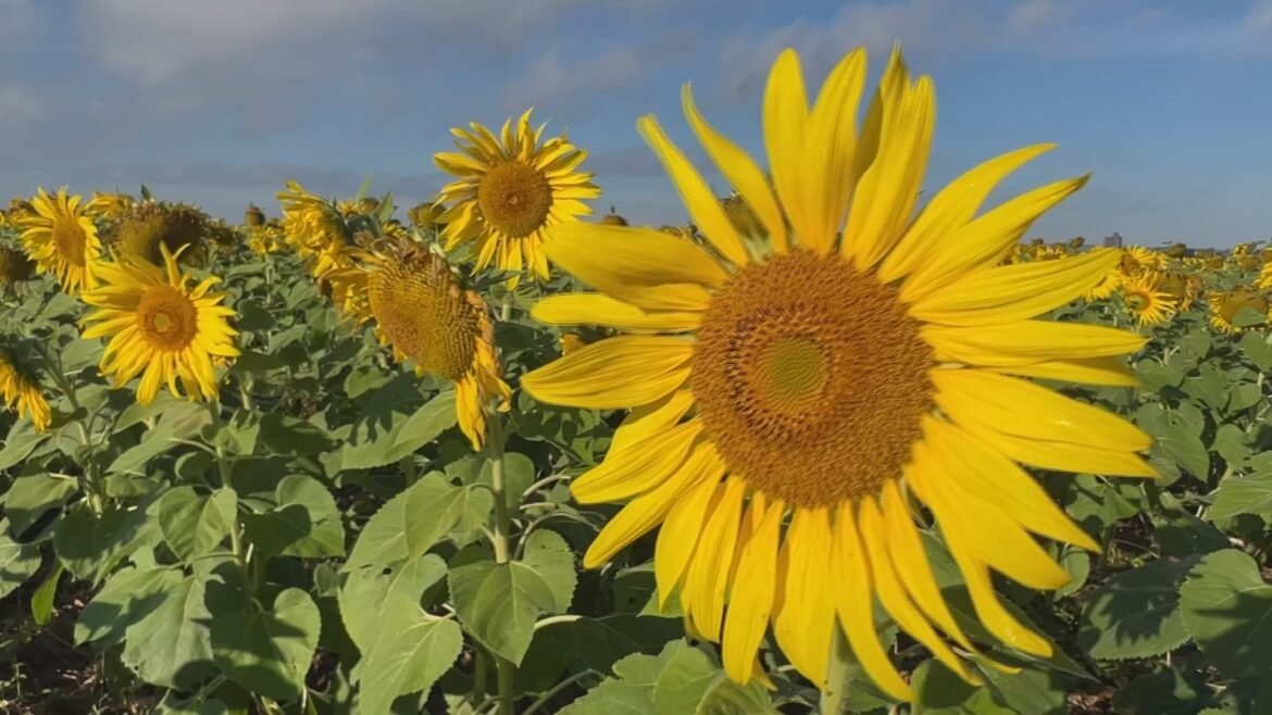 cultivo-de-girassol-vira-alternativa-de-renda-para-produtores-no-interior-de-sp-|-g1