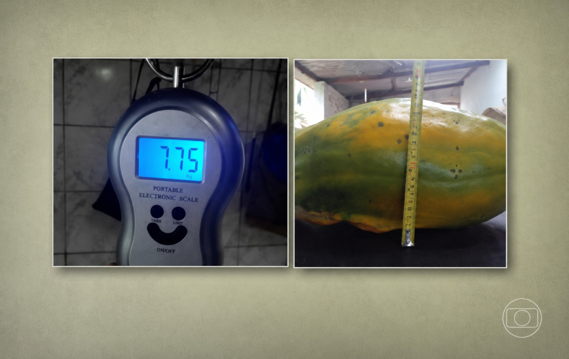 produtor-colhe-mamao-de-quase-8-kg-no-interior-de-sao-paulo;-video-|-g1