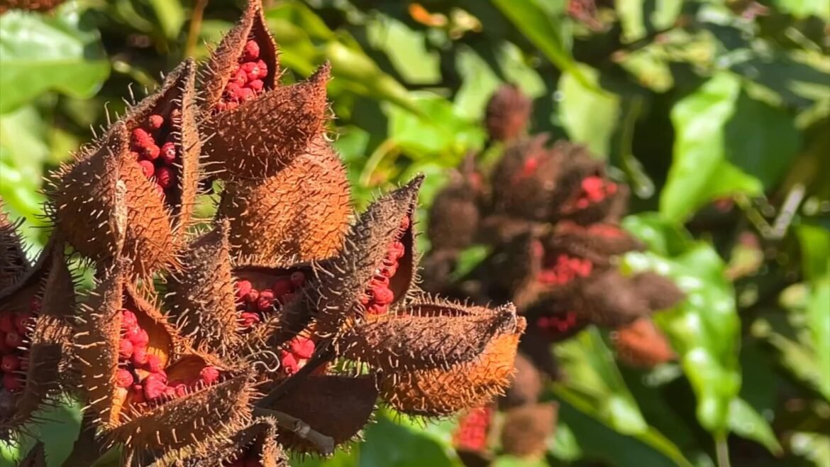 como-cultivar-urucum-|-g1