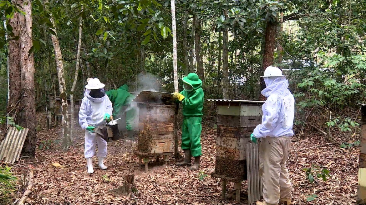 apicultores-usam-areas-de-preservacao-para-produzir-mel-e-gerar-renda-|-g1