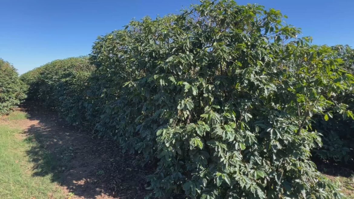 temporais-castigam-cafezais-e-produtores-aceleram-colheita-|-g1