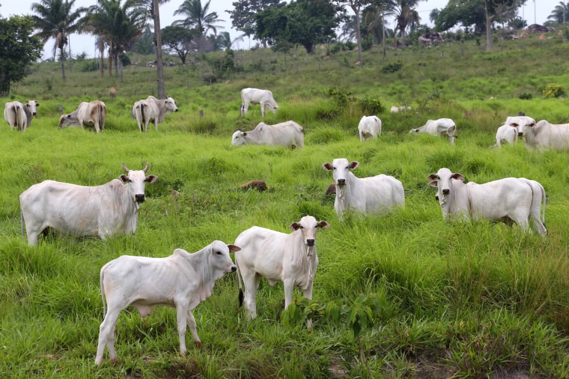 carne-brasileira:-ue-nao-flexibilizara-exigencias-sanitarias-|-g1