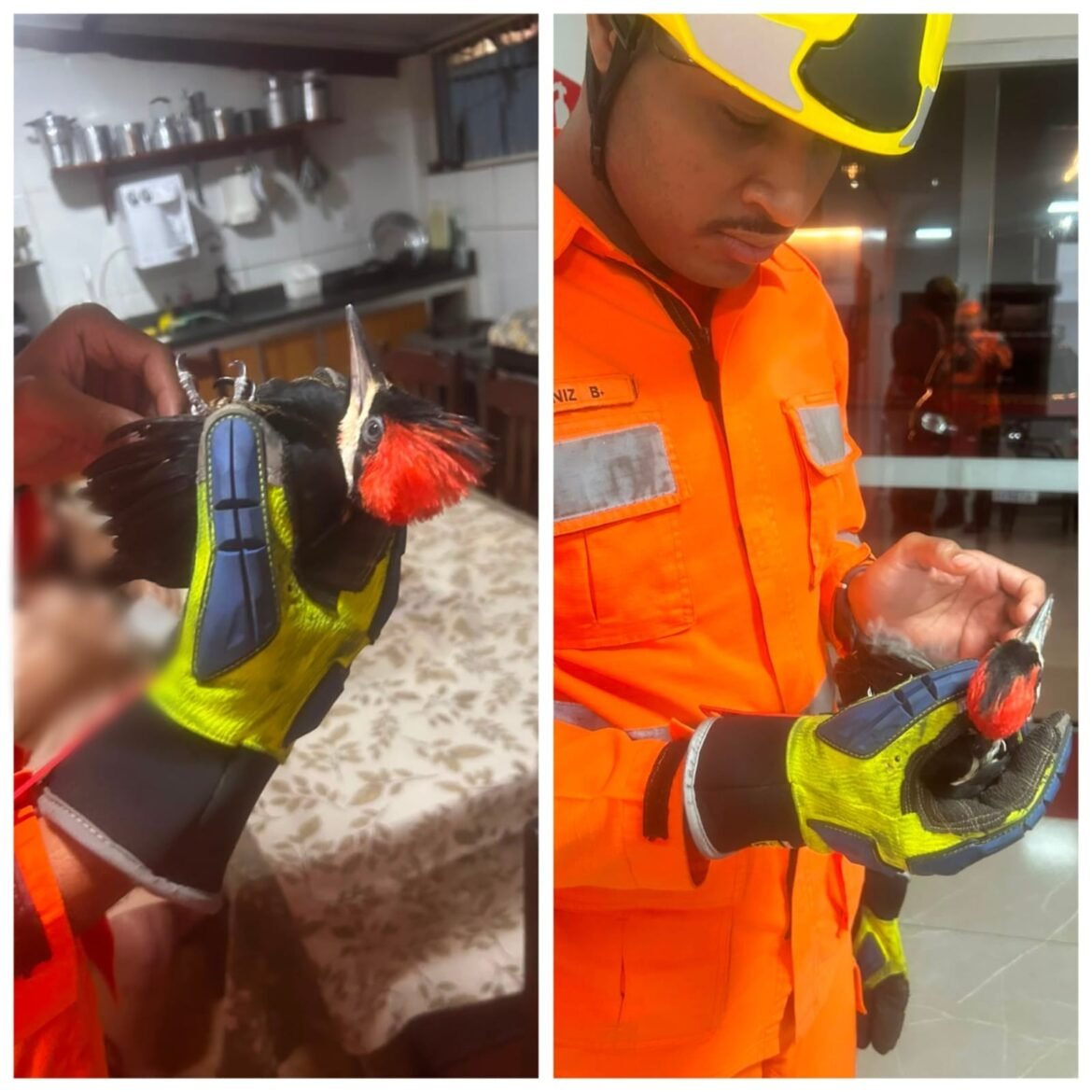 bombeiros-resgatam-pica-pau-encontrado-ferido-em-casa-no-noroeste-de-minas