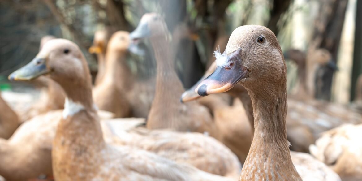 sancionada-lei-que-proibe-producao-e-comercializacao-de-fois-gras
