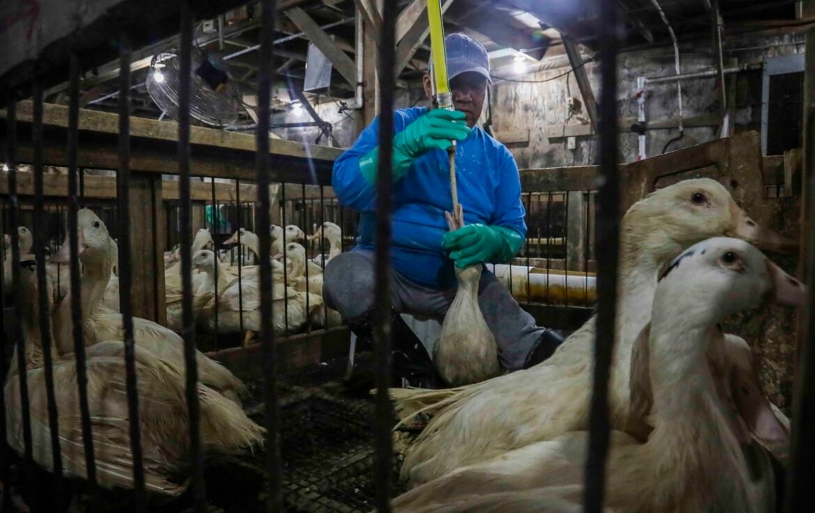 veto-ao-foie-gras-no-brasil-reacende-tensao-comercial-com-a-franca-|-g1