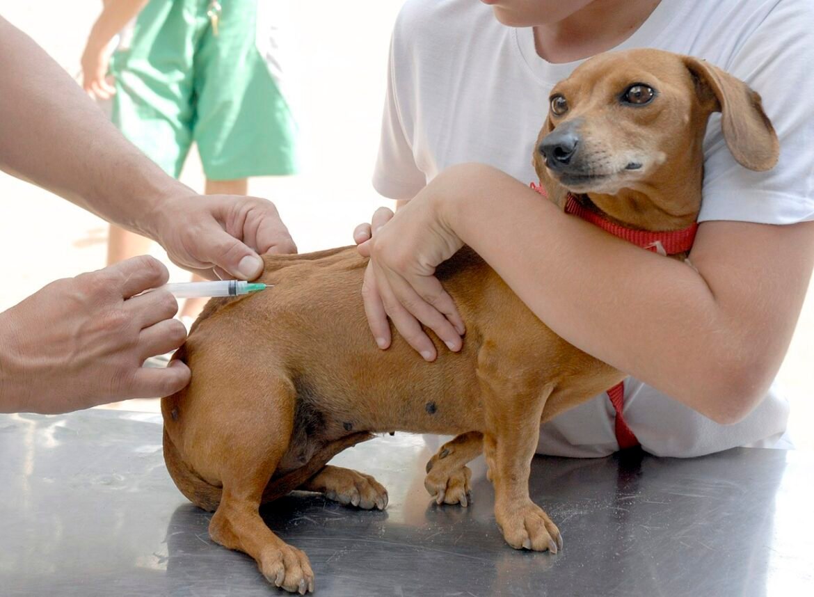 acao-de-vacinacao-para-caes-e-gatos-disponibiliza-400-doses-em-unai