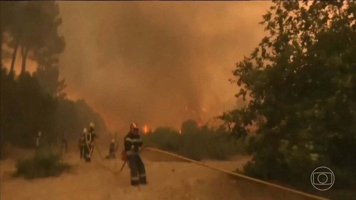 vaca-esquecida-ajuda-espanha-a-reduzir-incendios-apos-onda-de-fogo-|-g1