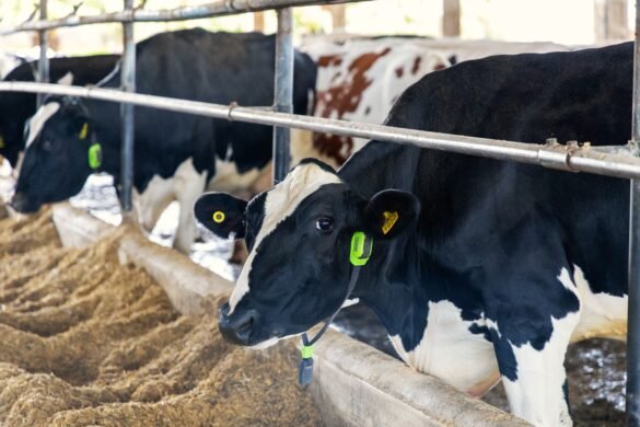 vacas-monitoradas-por-ia-viram-garantia-de-emprestimo-pela-1a-vez-no-brasil-|-g1