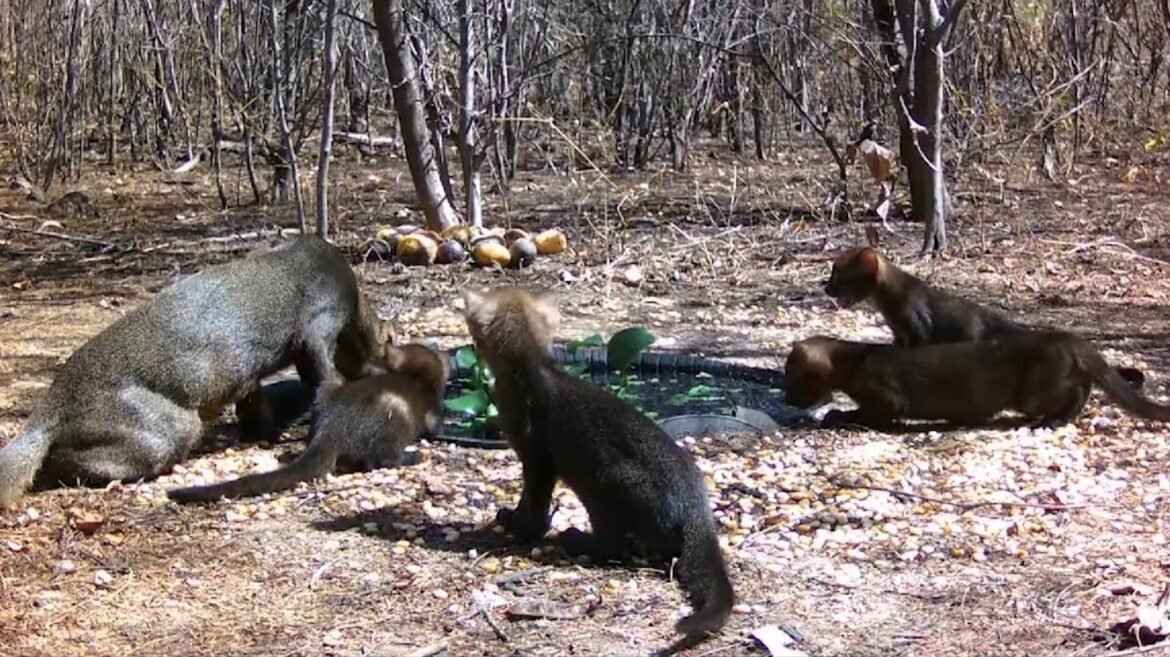 nao-era-onca:-gato-mourisco-cruza-fazenda-e-surpreende-moradora-|-g1