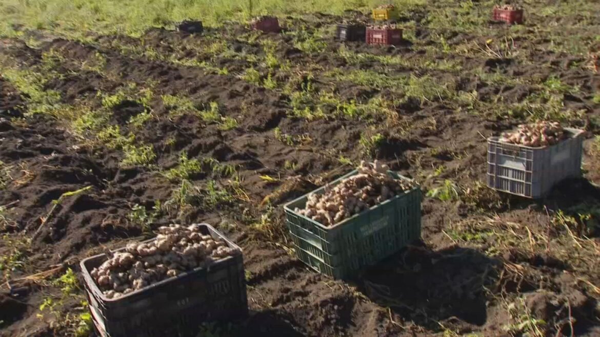 parceria-busca-recuperar-producao-de-gengibre-em-tapirai-|-g1