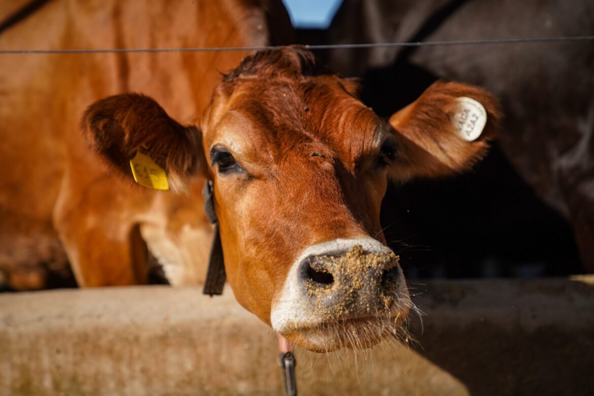vacas-leiteiras-tiram-ferias?-entenda-por-que-elas-passam-dois-meses-sem-produzir-leite-|-g1