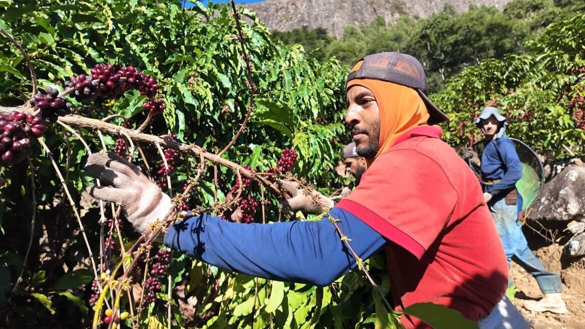 comunidade-faz-mutirao-para-ajudar-produtores-durante-colheita-no-es-|-g1