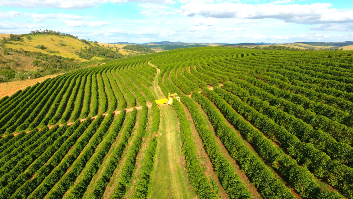 cafe:-entenda-como-inverno-atipico-e-chuvoso-em-julho-pode-impactar-exportacao-e-qualidade-da-bebida-|-g1