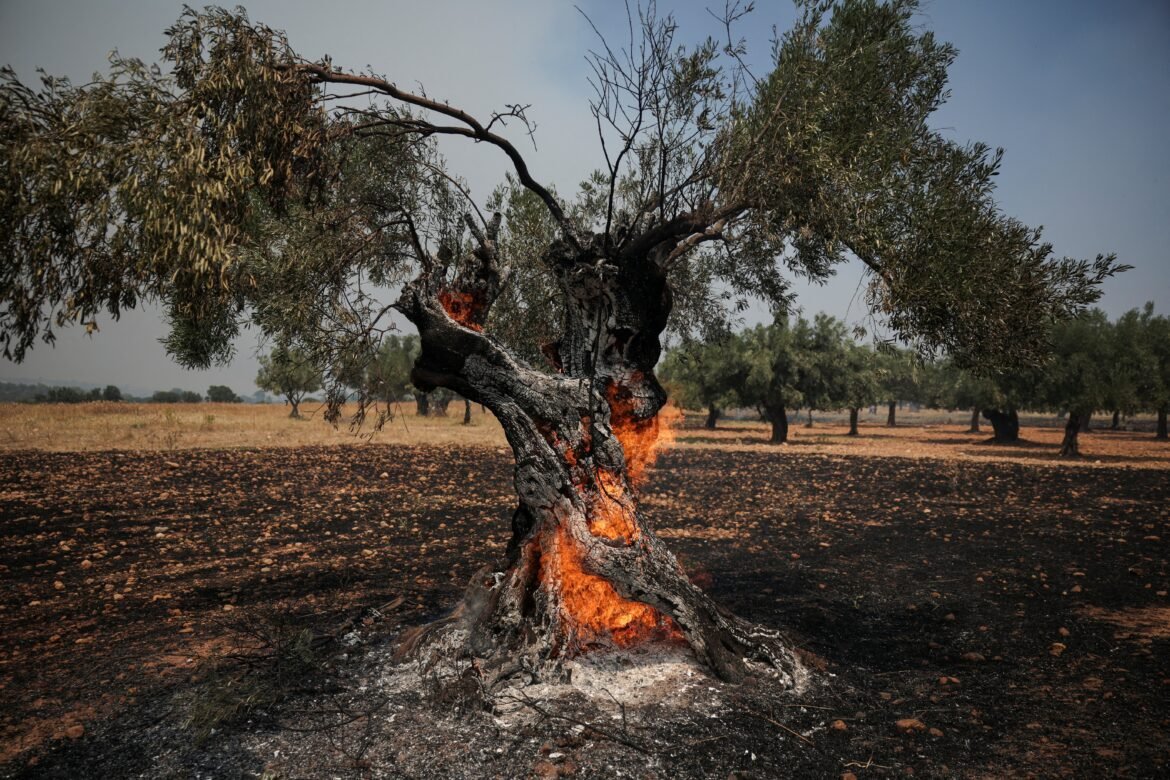 azeite-volta-a-ser-ameacado-por-calor-extremo-e-incendios-na-europa-|-g1