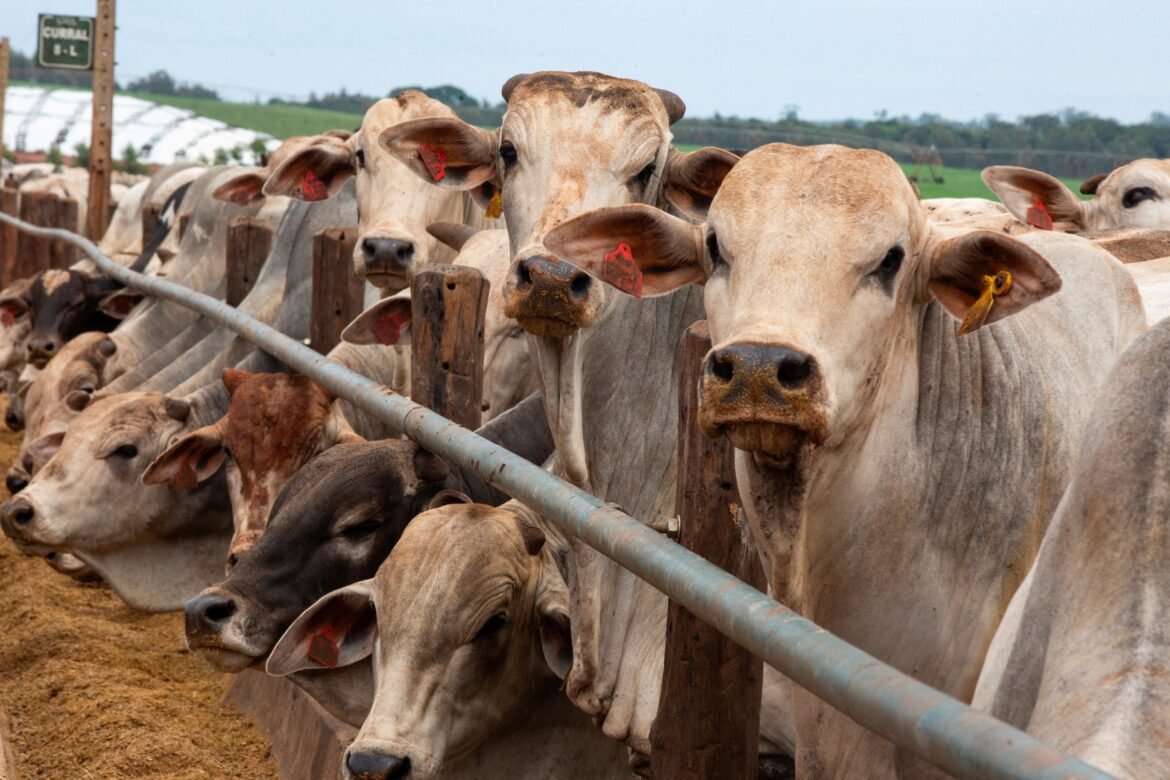 carne-bovina:-producao-do-brasil-deve-cair-em-2026-|-g1