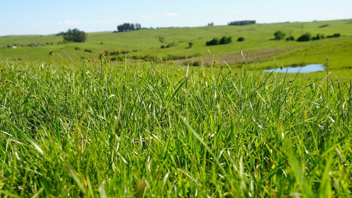 embrapa-lanca-nova-cultivar-de-braquiaria-com-potencial-de-aumentar-ganho-de-peso-bovino-por-hectare-|-g1