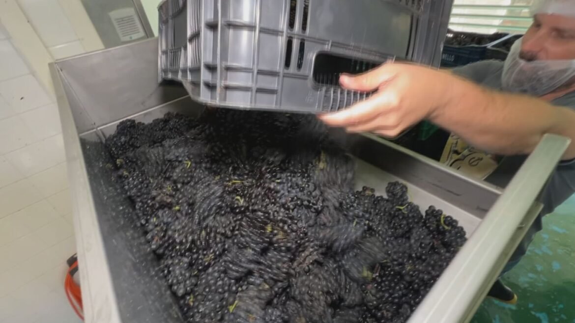 parceria-italiana-busca-aprimorar-producao-de-vinhos-em-jundiai-|-g1