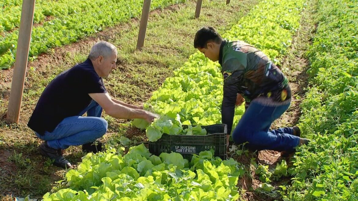 familia-roncoleta-mantem-tradicao-agricola-ha-cinco-geracoes-|-g1