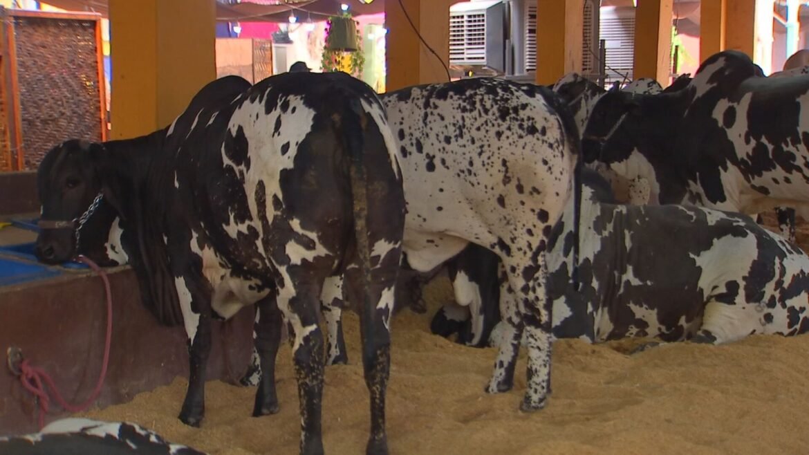 expo-rio-preto-atrai-50-mil-visitantes-na-primeira-semana-|-g1