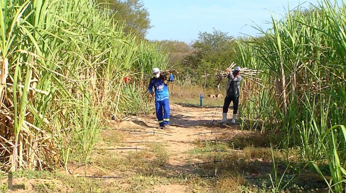 governo-concede-subsidio-a-produtores-de-cana-do-nordeste-afetados-pelo-tarifaco-|-g1