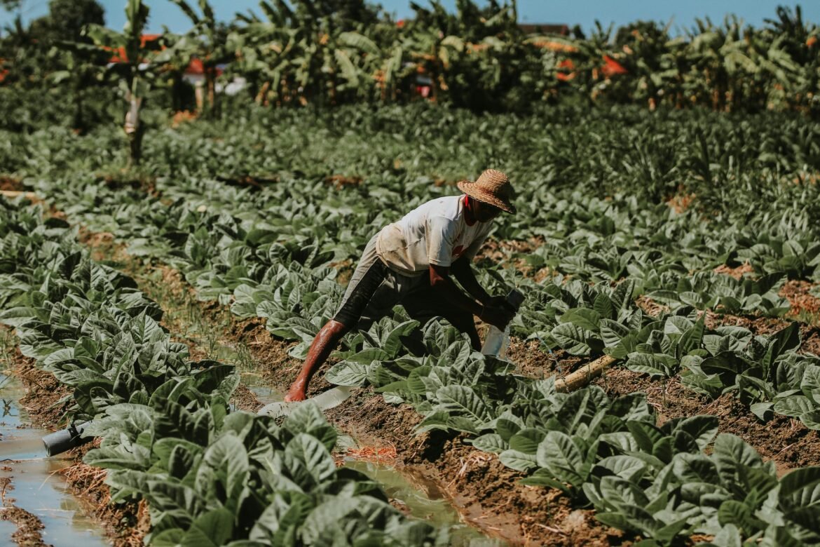crise-no-campo:-pedidos-de-recuperacao-judicial-saltam-entre-produtores-rurais-|-g1