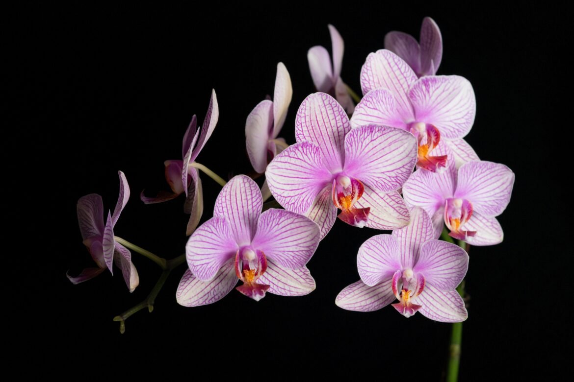 veja-como-salvar-uma-orquidea-com-folhas-e-raizes-secas-ou-murchas-|-g1