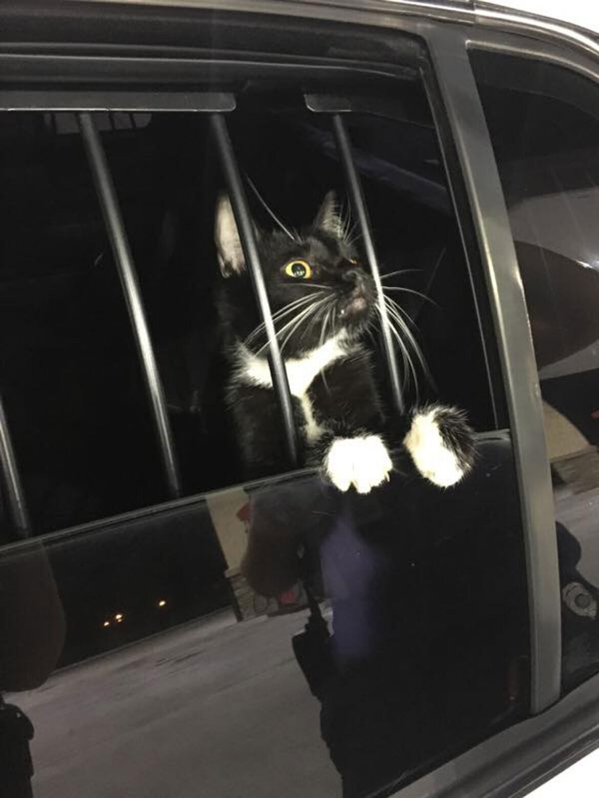 gato-e-‘preso’-suspeito-de-furto-nos-eua