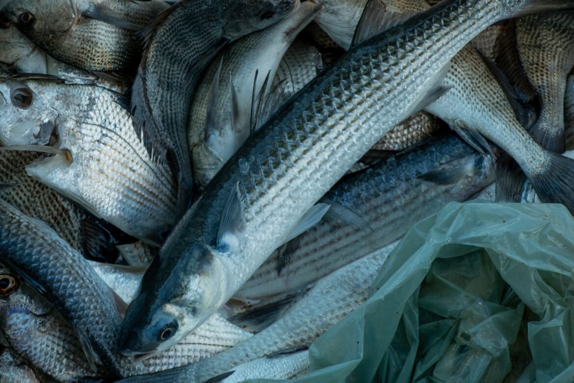 peixes-tem