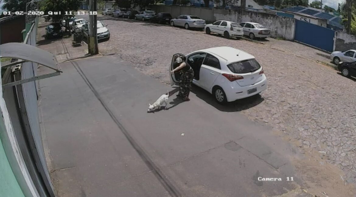 abandono-de-animais-com-carro-pode-virar-infracao-gravissima-|-g1