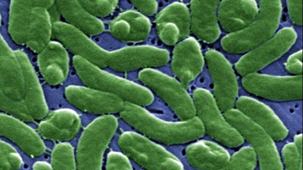 casos-de-bacteria-‘comedora-de-carne’-aumentam-com-aquecimento-dos-oceanos