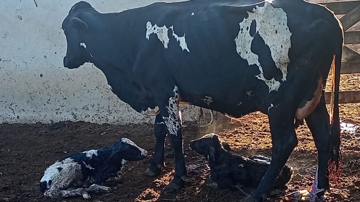 vacas-escutam-de-forro-a-musica-classica-e-produzem-mais-leite-no-es-|-g1