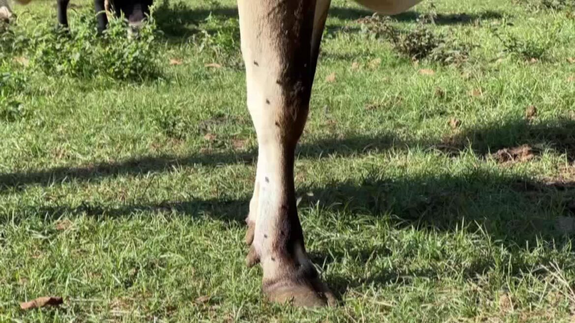 mosca-de-estabulo-avanca-no-inverno-e-causa-prejuizo-a-pecuaristas-|-g1