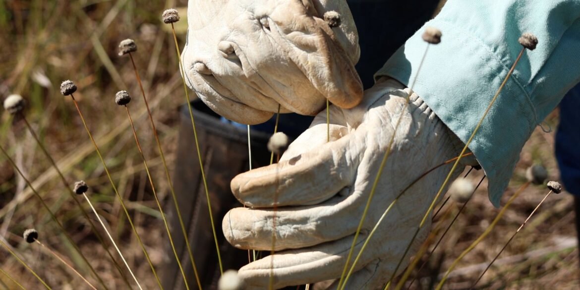 pesquisadores-encontram-plantas-consideradas-extintas-ha-30-anos