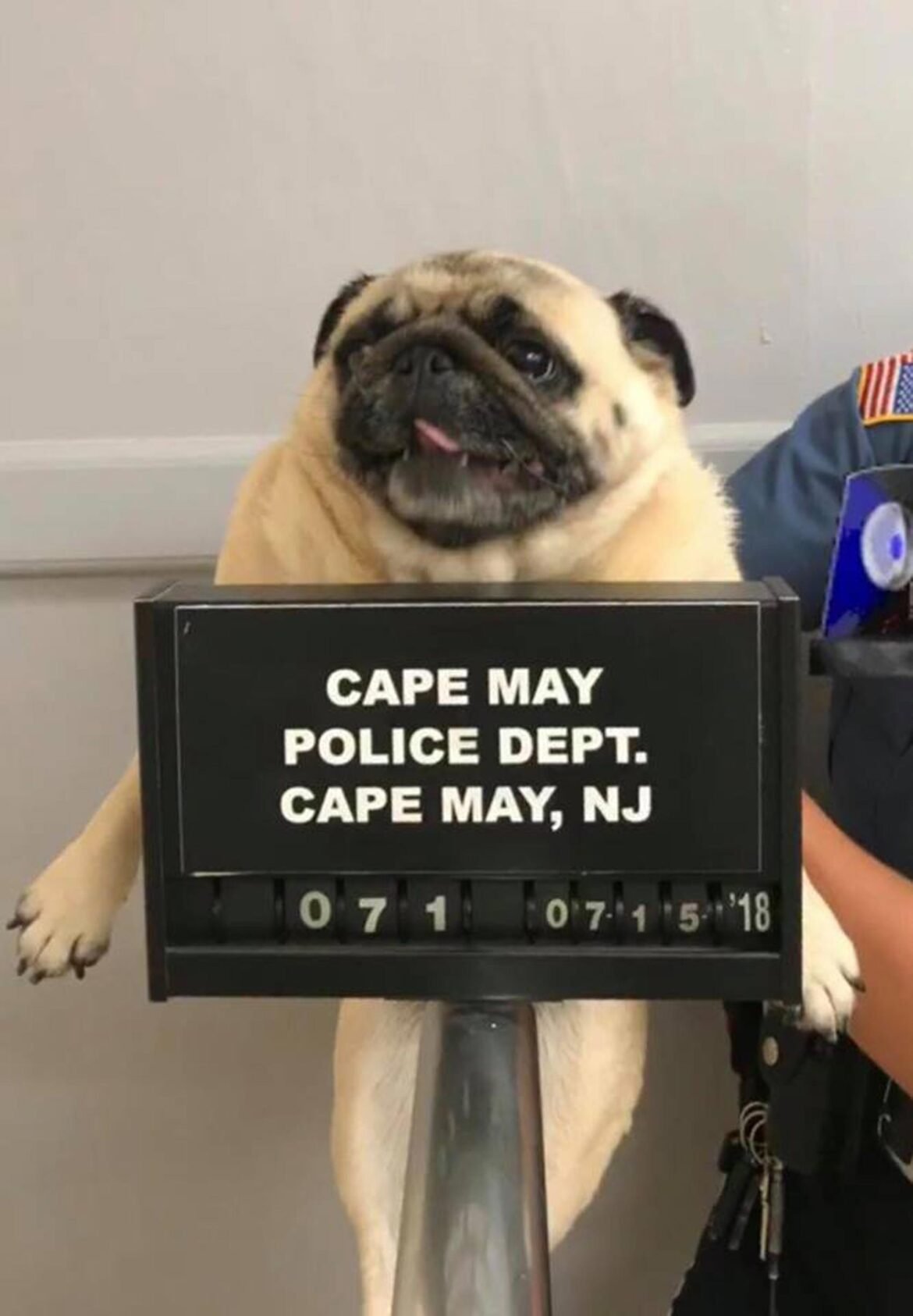 cao-pug-e-‘fichado’-pela-policia-nos-eua