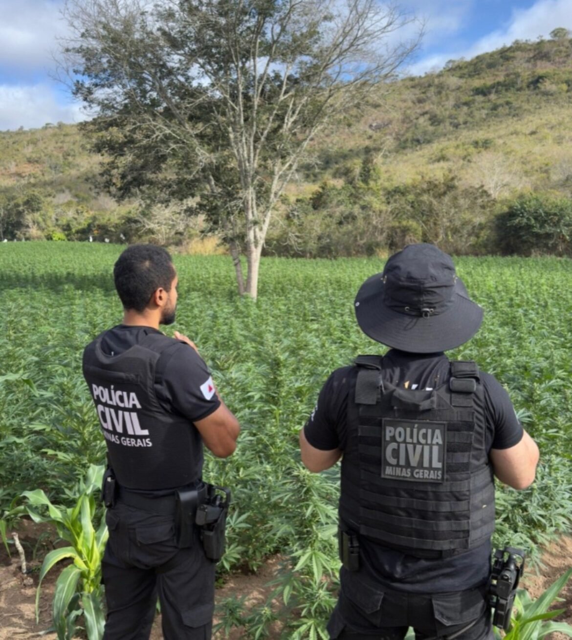 plantacao-com-40-mil-pes-de-maconha-e-descoberta-em-cachoeira-de-pajeu;-esse-e-o-5o-local-encontrado-em-mg