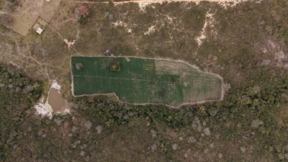 video-mostra-extensao-de-plantacao-com-40-mil-pes-de-maconha-em-cachoeira-de-pajeu