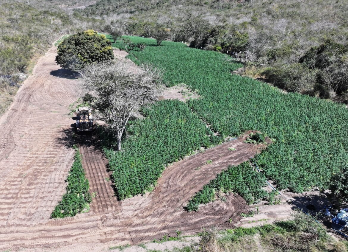 policia-incinera-1,9-tonelada-de-maconha-e-destroi-plantacao-com-60-mil-pes-em-cachoeira-de-pajeu