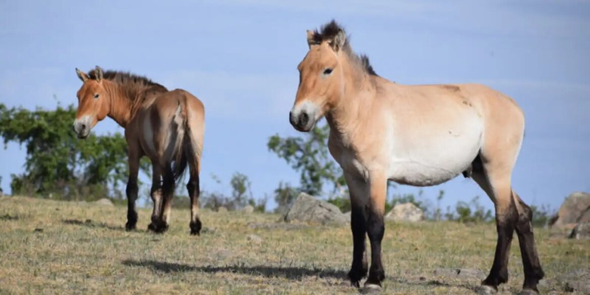 takhi,-o-cavalo-selvagem-que-virou-simbolo-de-restauracao-na-mongolia