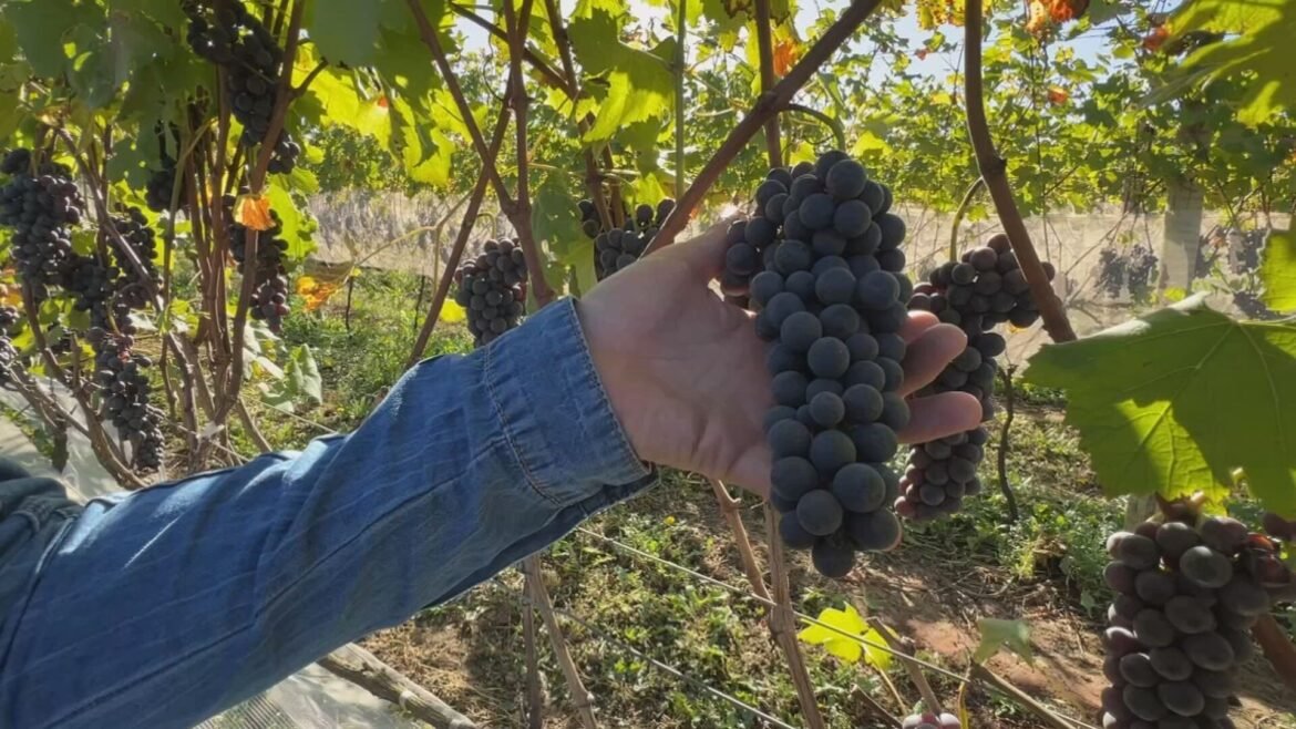 variedade-de-uva-italiana-comeca-a-ser-produzida-em-sao-roque-|-g1