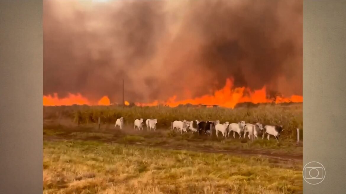 video:-gado-foge-de-incendio-que-atinge-fazendas;-fogo-avanca-por-areas-rurais-de-tres-estados-|-g1