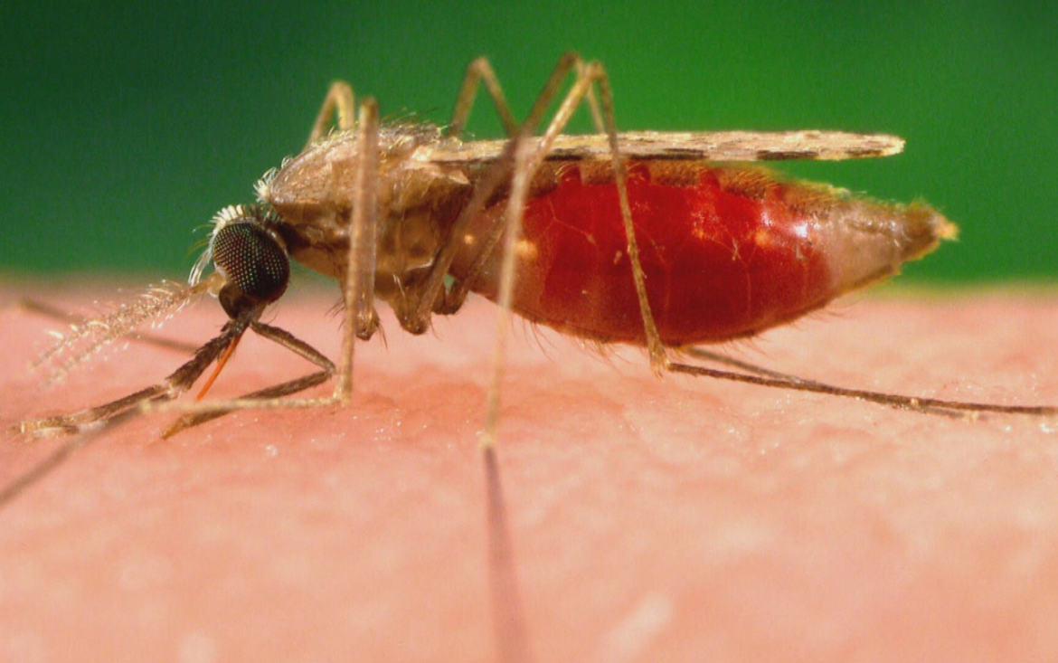 mosquito-que-viajou-de-aviao-mata-dois-por-malaria-na-alemanha